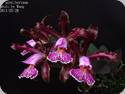 Cattleya schilleriana